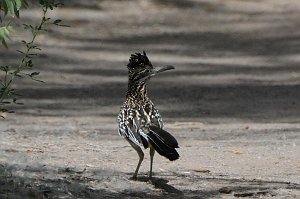 Roadrunner, Greated, 2015-06050136b Albuquerque, NM